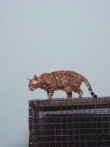 แมวเบงกอล รูปที่ 3