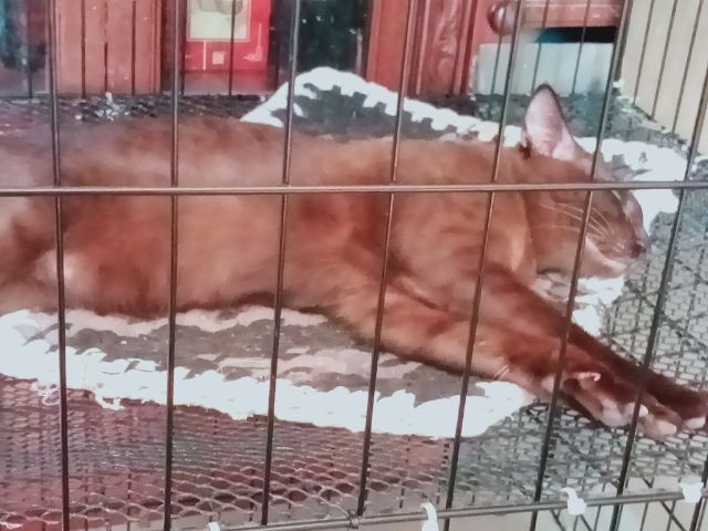 แมวศุภลักษณ์ รูปที่ 3