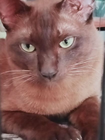 แมวศุภลักษณ์