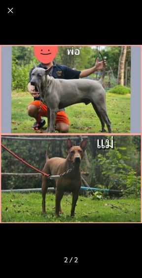 ลูกสุนัขไทยหลังอาน เพศเมีย สายเลือดดี รูปที่ 2