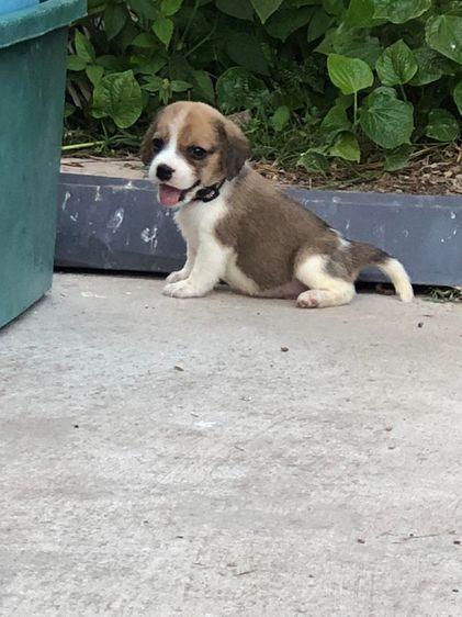 บีเกิ้ล