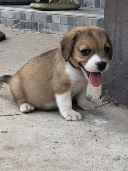 บีเกิ้ล รูปที่ 4