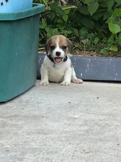 บีเกิ้ล รูปที่ 2