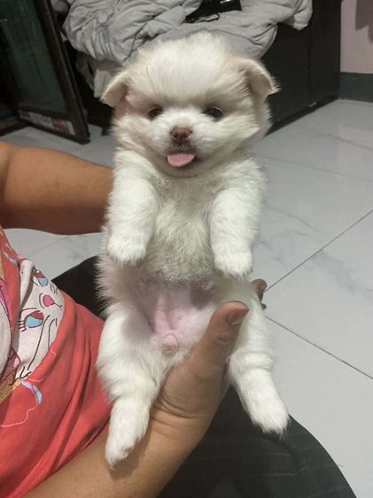 ชิปอม รูปที่ 4