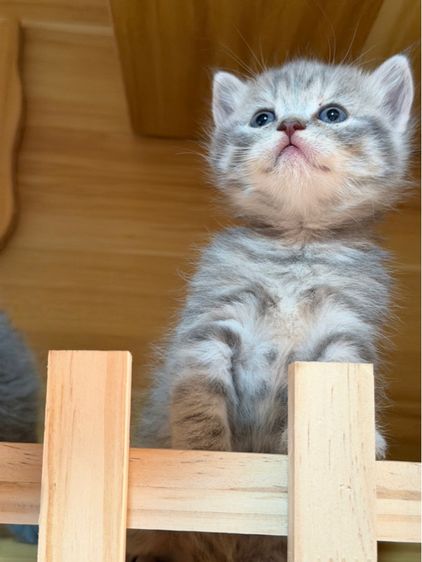 สก็อตติชโฟลด์ รูปที่ 9