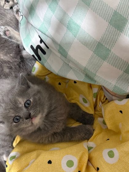 สก็อตติชโฟลด์ รูปที่ 12