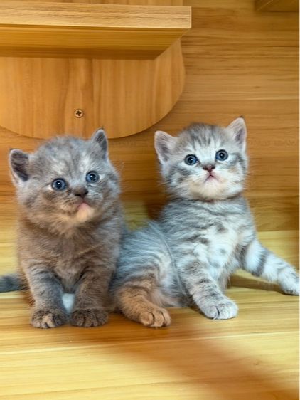 สก็อตติชโฟลด์ รูปที่ 4