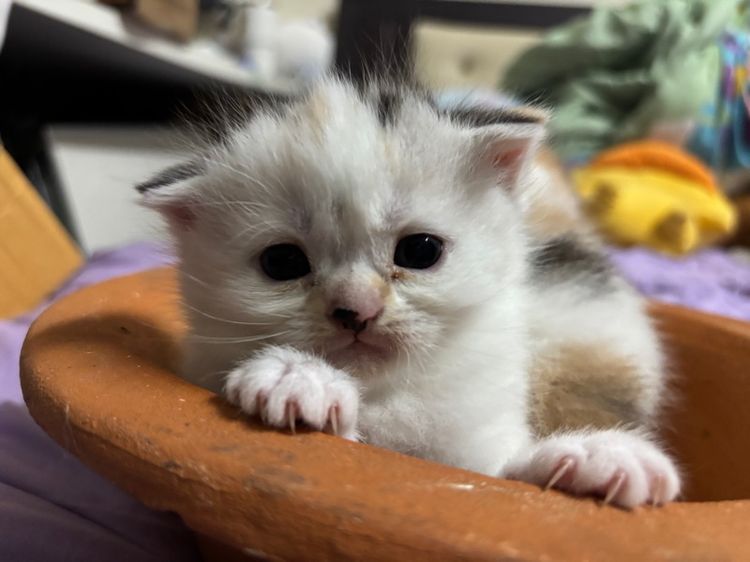 สก็อตติช โฟลด์ (Scottish Fold) สก๊อตติสผสมเปอร์เซีย