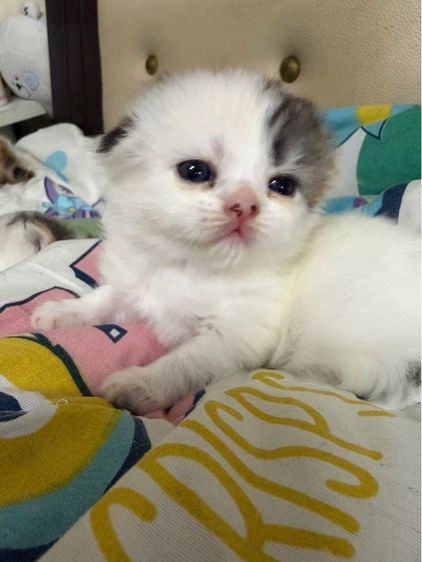 สก็อตติช โฟลด์ (Scottish Fold) สก๊อตเปอร์เซีย
