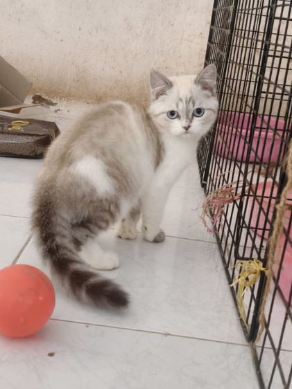 หาบ้านให้สก็อตติชโฟล์ดแท้ ครับ รูปที่ 2