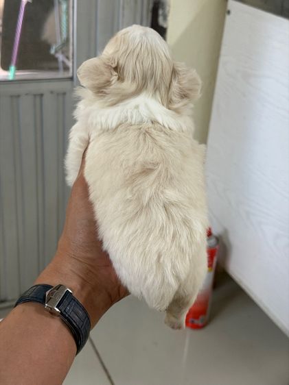 ดช.ชิวาวา  รูปที่ 7