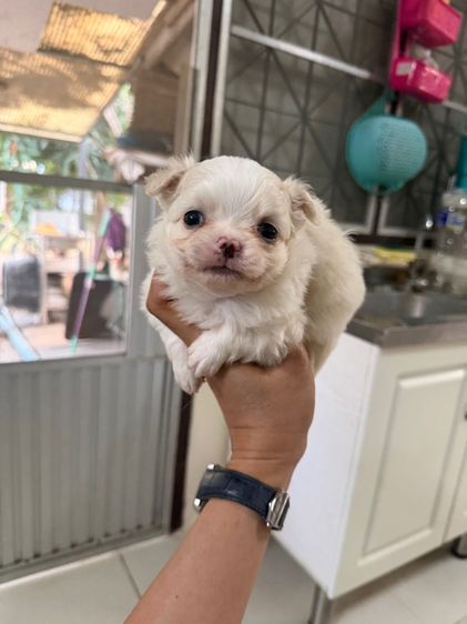 ปอมเมอเรเนียน (Pomeranian) เล็ก ดช.ชิวาวา 