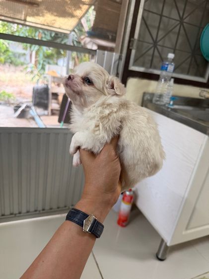 ดช.ชิวาวา  รูปที่ 4