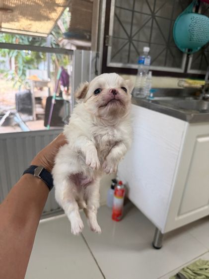 ดช.ชิวาวา  รูปที่ 2