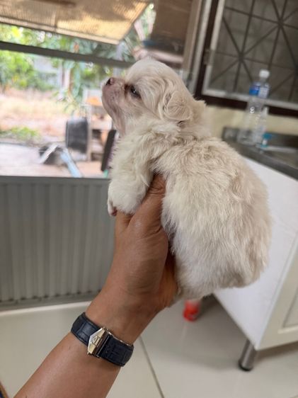 ดช.ชิวาวา  รูปที่ 5