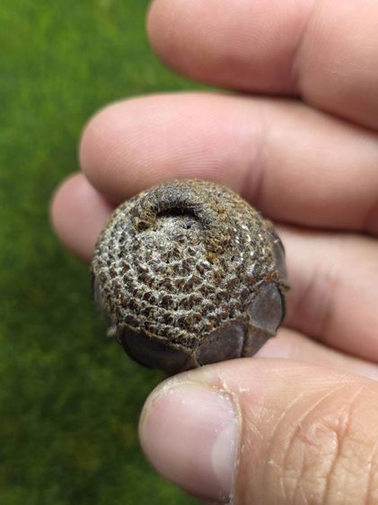 ปรอทกรอลูกสะกดเก่าๆไม่ทราบที่ข้างในมีเสียง รูปที่ 5