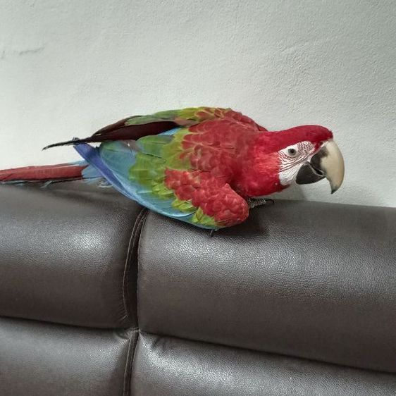 อื่นๆ นกแก้วGW