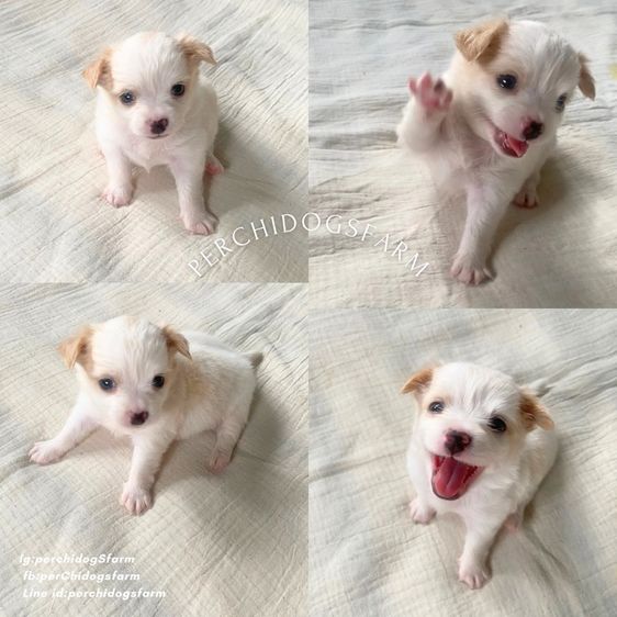 ชิวาวา (Chihuahua) กลาง ลูกหมาา ชิวาวา