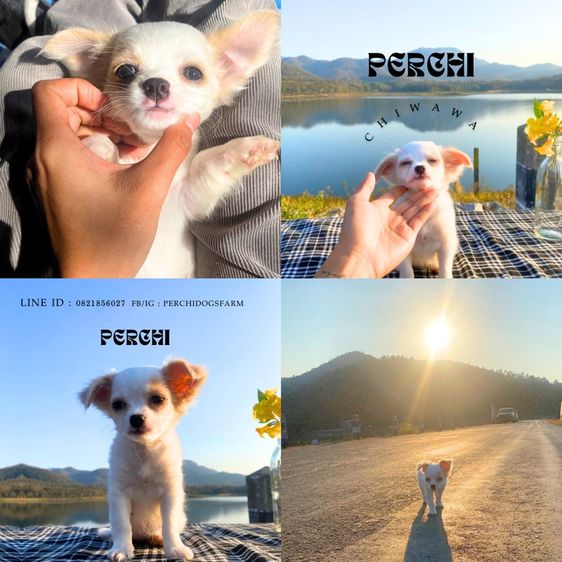 ชิวาวา (Chihuahua) กลาง ลูกหมา ชิวาวา หญิงขนสั้น 