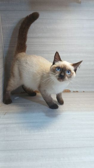 ติดจอง×แมวสก้อตติช แมวหน้าไหม้ แมวเห็ด เพศผู้ วัคซีนแล้ว2เข็มก่อนย้ายตรวจหัดแมวฟรี รับประกันเอดส์แมวกับรูคีเมียสนใจถามก่อนได้ขี้อ้อนไม่หวงตัวคะ รูปที่ 9