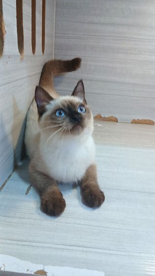 ติดจอง×แมวสก้อตติช แมวหน้าไหม้ แมวเห็ด เพศผู้ วัคซีนแล้ว2เข็มก่อนย้ายตรวจหัดแมวฟรี รับประกันเอดส์แมวกับรูคีเมียสนใจถามก่อนได้ขี้อ้อนไม่หวงตัวคะ รูปที่ 3