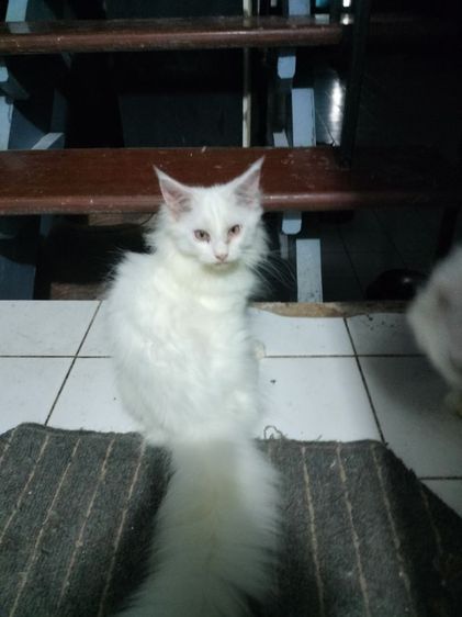 เปอร์เซียผสมเมนคูน รูปที่ 3