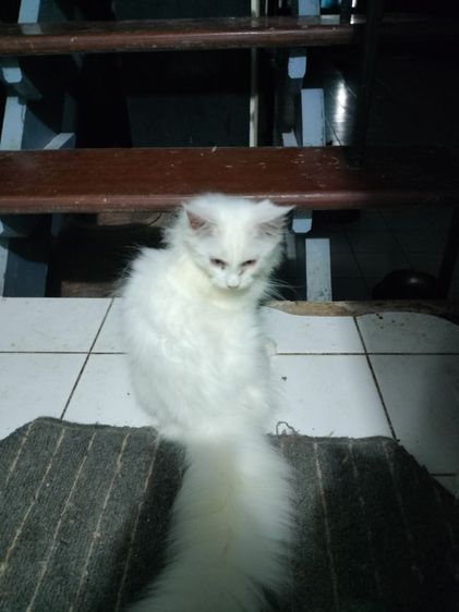 อื่นๆ เปอร์เซียผสมเมนคูน