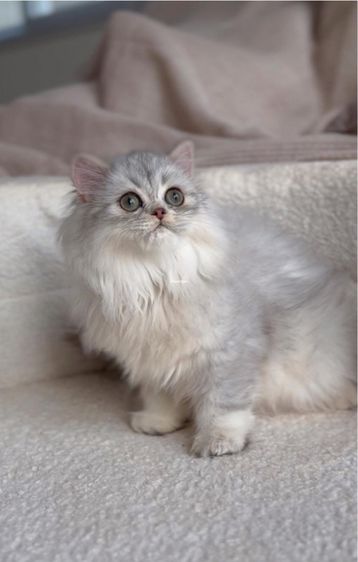 บริติชแท้ รูปที่ 5