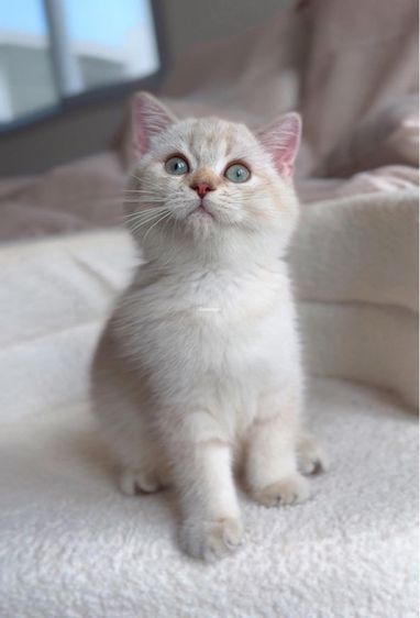 บริติชแท้ รูปที่ 6