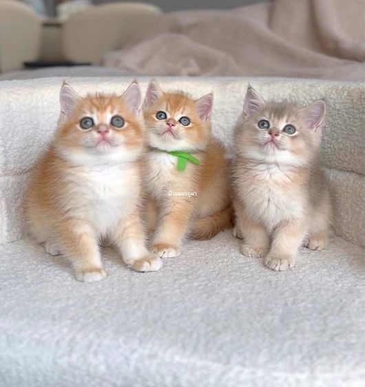 บริติชแท้