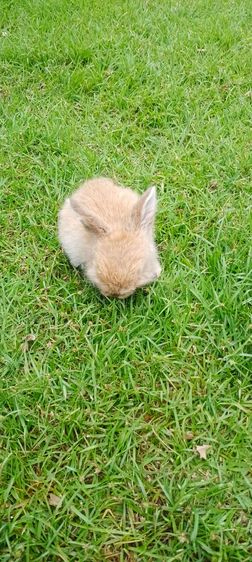 ลูกกระต่าย เด็กชาย อายุ1เดือน4วัน (เกิด2มค. , ลืมตา16มค.) รูปที่ 2