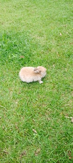 ลูกกระต่าย เด็กชาย อายุ1เดือน4วัน (เกิด2มค. , ลืมตา16มค.) รูปที่ 3