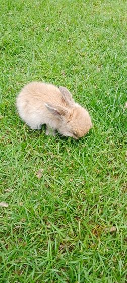 ลูกกระต่าย เด็กชาย อายุ1เดือน4วัน (เกิด2มค. , ลืมตา16มค.) รูปที่ 4