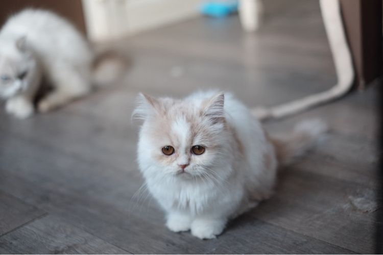 มันช์กิ้น ขาสั้น ขนยาวขาวส้ม หล่อมาก รูปที่ 6