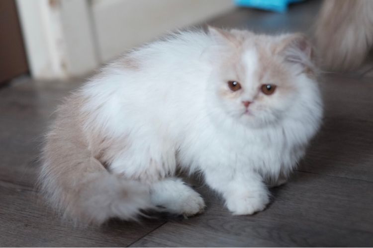 มันช์กิ้น ขาสั้น ขนยาวขาวส้ม หล่อมาก รูปที่ 14