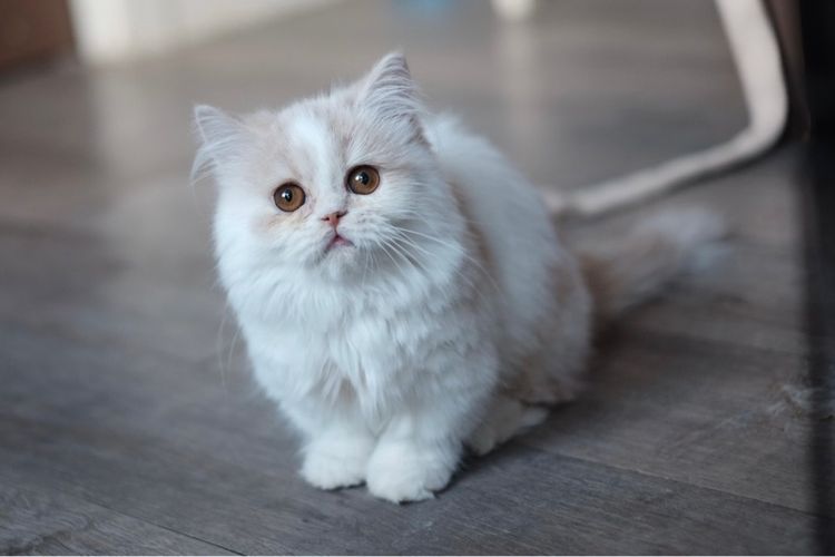 มันช์กิ้น ขาสั้น ขนยาวขาวส้ม หล่อมาก รูปที่ 2