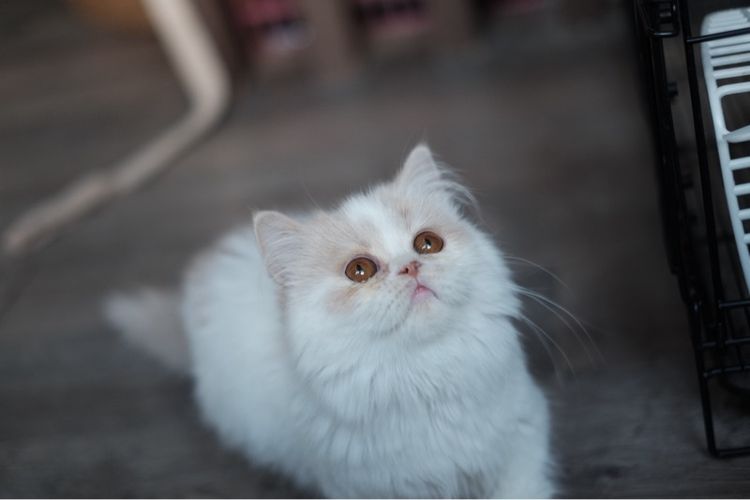 มันช์กิ้น ขาสั้น ขนยาวขาวส้ม หล่อมาก รูปที่ 12