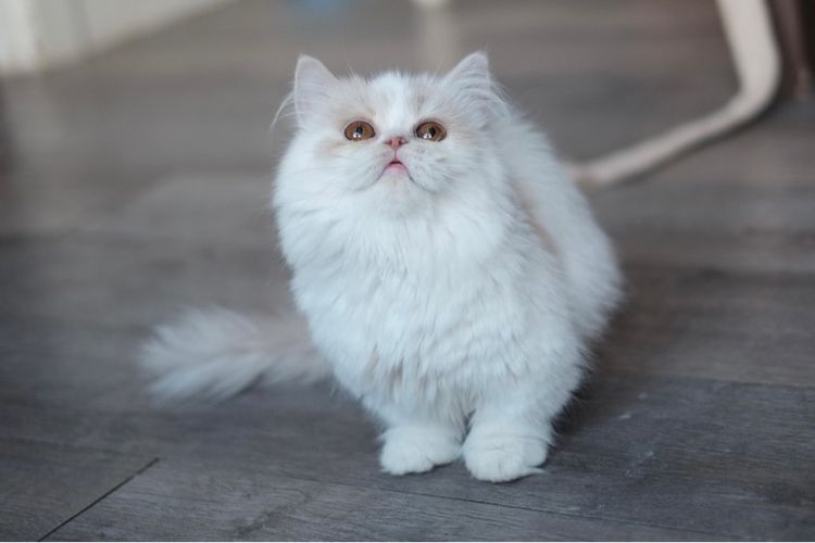 มันช์กิ้น ขาสั้น ขนยาวขาวส้ม หล่อมาก รูปที่ 11