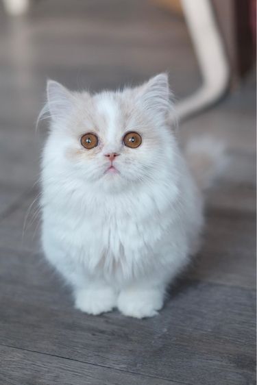 มันช์กิ้น ขาสั้น ขนยาวขาวส้ม หล่อมาก รูปที่ 5