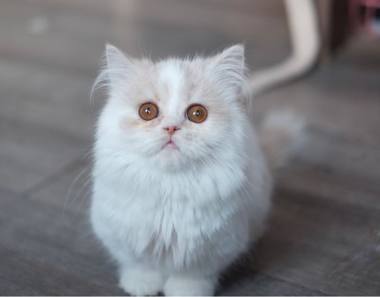 มันช์กิ้น ขาสั้น ขนยาวขาวส้ม หล่อมาก รูปที่ 3