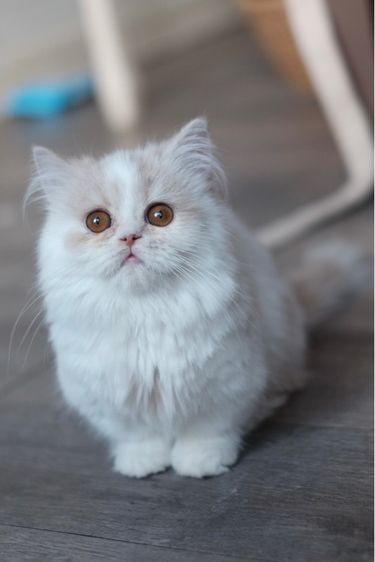 มันช์กิ้น ขาสั้น ขนยาวขาวส้ม หล่อมาก