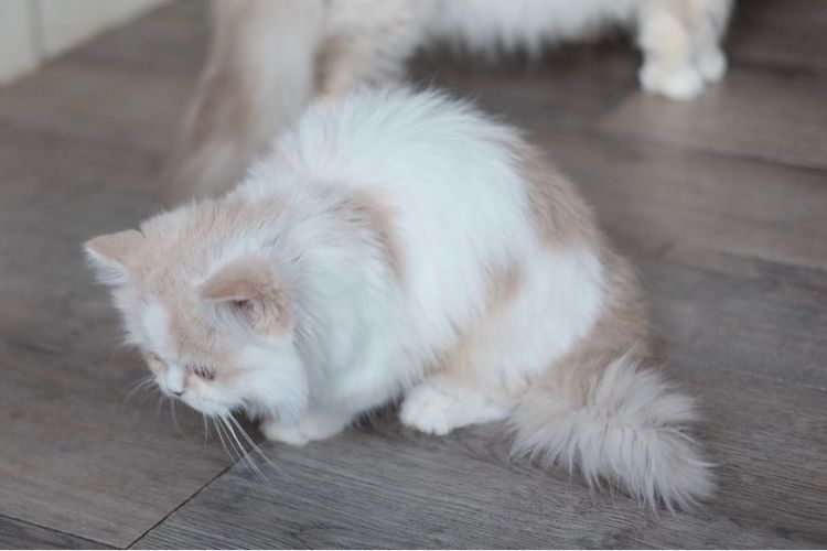 มันช์กิ้น ขาสั้น ขนยาวขาวส้ม หล่อมาก รูปที่ 18