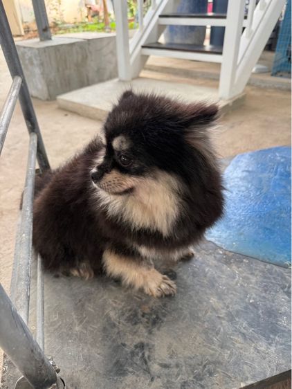 สุนัข ขี้เล่น รูปที่ 2