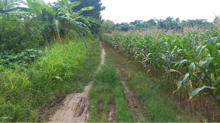 ใช่ ที่ดินกาญจนบุรีติดแม่น้ำแควน้อยกับติดถนน รูปที่ 4