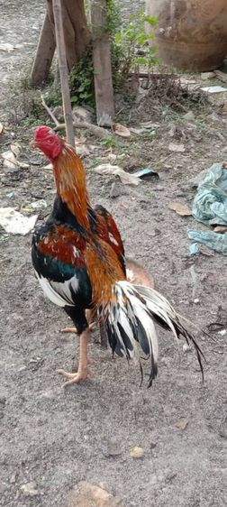 ยกคอก เหลืองหางขาว พ่อไก่ แม่ไก่