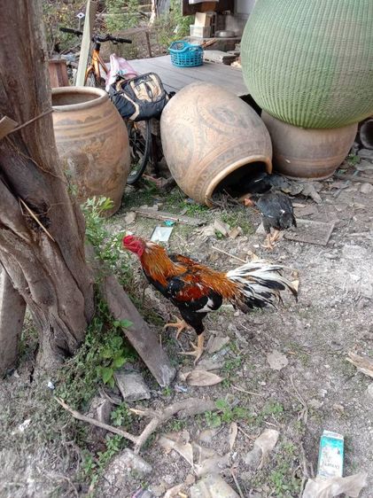 ยกคอก เหลืองหางขาว พ่อไก่ แม่ไก่ รูปที่ 3