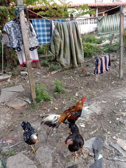 ยกคอก เหลืองหางขาว พ่อไก่ แม่ไก่ รูปที่ 9