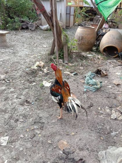 ยกคอก เหลืองหางขาว พ่อไก่ แม่ไก่ รูปที่ 5