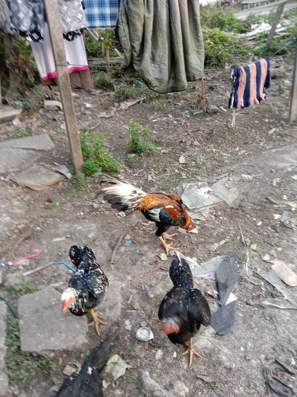 ยกคอก เหลืองหางขาว พ่อไก่ แม่ไก่ รูปที่ 4