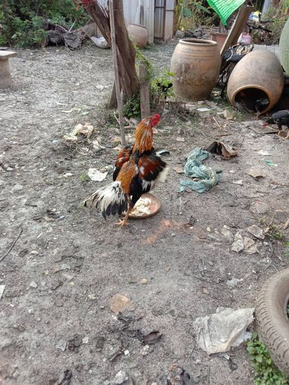 ยกคอก เหลืองหางขาว พ่อไก่ แม่ไก่ รูปที่ 7